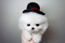 강아지분양 애견샵 ‘어바웃독’, 주2회 수의사 방문검진 진행