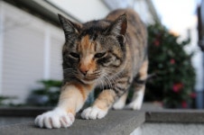 고양이가 ‘꾹꾹이’ 하는 이유