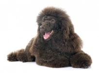 강아지 모발, 헤어일까 털일까...? 궁금증 알기