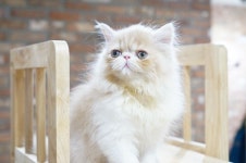 블리스캣 고양이 분양 더블 50%할인 이벤트 진행