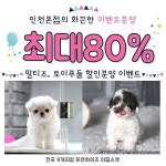 인천, 시흥, 광명, 안산 강아지 고양이분양 아담스펫, 말티즈, 토이푸들 최대 80% 할인 분양 중