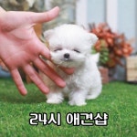 24시간 강아지 건강관리 하는 애견분양 전문 베이비몽