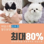 김포, 일산, 파주 강아지 고양이분양 아담스펫 김포점, 포메라니안, 말티즈 전국 할인분양이벤트 진행 중