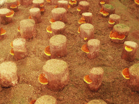 상황버섯 효능, 항암 효과 커…뽕나무 상황버섯·자연산 상황버섯 맛있게 먹는 방법