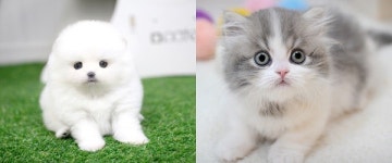 부산·서울·천안·광주 강아지 고양이분양 미유펫애견샵, 가을최대할인 80% 이벤트진행중!