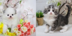 “반려동물과 즐거운 한가위” 부산 강아지 고양이분양 전문업체 미유펫애견샵, 청주·천안·진주·광주점과 함께하는 무료분양 및 8가지 이벤트... 