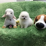 광주 강아지·고양이분양 전문 명품 애견 분양 샵 ‘펫왕국 명품애견’ 인기