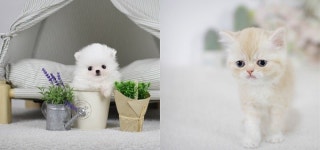 부산,광주,창원,전주 전문 애견샵 미유펫 다양한 강아지*고양이분양 최대80%할인 이벤트, 합리적인 입양제도 도입!