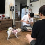 강아지 방문훈련 시우스쿨링 애견훈련소 대신 방문훈련으로 적응 스트레스 없이 효율적으로 행동교정