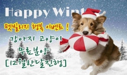 광주애견샵 ‘광주펫빌리지’, 12월 한달간 겨울행복이벤트로 강아지·고양이 무료분양 진행