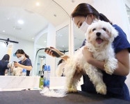 길 고양이 안락사 없는 유기동물보호소 ‘도그마루’, 유기묘무료분양 통해 사랑 나눠