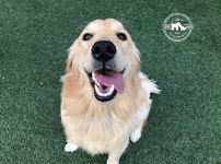 고양이, 강아지파양 안락사 없는 통합요양보호소 ‘아이조아’, 긴급파양보호 및 반려동물 지킴이