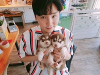 수원 강아지분양 10주년 이벤트분양, 강아지분양 전문 업체 ‘컴투펫’ 수원점