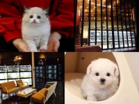 고양이, 강아지분양 전문 미유펫 자체동물병원 운영으로 고객들 호평 이어져