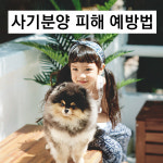 강아지, 고양이분양 미니펫, 비숑프리제, 포메라니안, 토이푸들 사기분양 예방법 알려