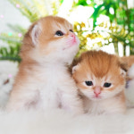 고양이분양 캐터리 일산옥탑방고양이, ‘캣브리더스’로 상호 변경