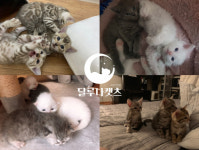 가정위탁분양 전문 달루나캣츠 가정묘 브리더 모집