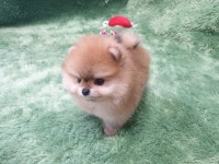 광주 강아지분양전문 애견샵 ‘펫왕국’ 1견 1실 전문가 밀착 관리 원칙으로 우수한 건강상태의 애견 분양이 가능해