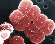 주식회사 메디앤리서치, 한국원자력연구원과 바이오 화장품 원료 개발