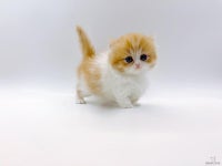 고양이 분양 업체 제나캣서 비대면 고양이 분양 서비스 제공