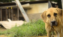 유기견 도살한 지자체 동물보호소…상당수가 관리부실