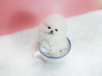 강아지ㆍ고양이분양 스타일독앤캣, 분양가 상시 할인 행사 중