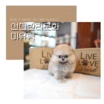 강아지분양 전문 업체 애견샵 미유펫 유튜브채널 개설로 화제