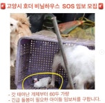 고양시 덕양구서 60여 마리 개, 물·사료 없이 폭염 속 방치