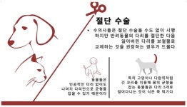 절단 수술 앞둔 반려동물, 세심한 관리 필요