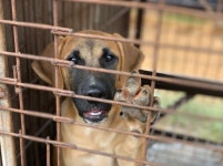 삶은 이용, 목숨은 외면 갈 곳 잃은 인천 계양산 개농장 개들