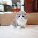 고양이분양 애견샵 미유펫 꼼꼼한 반려동물 케어로 애견들 호평