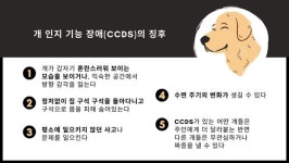 익숙한 곳에서도 길 잃는 반려견, 인지기능 장애 의심해야