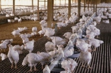 부여 종계장, 고병원성 AI 확진...12만수 살처분