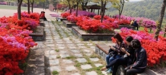 분홍빛 영산홍이 손짓하는 보령댐 물빛 공원