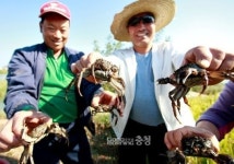 서산에 참게가 돌아왔다...잠홍저수지 일원 대량서식