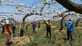 복기왕 아산시장, 배꽃 화접 구슬땀