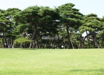 당진시, 영탑사 느티나무 등 보호수·아름다운 나무 등 보존 총력