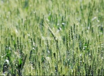 [포토뉴스] 천안 밀을 아십니까? 그 속삭임을 들어보세요