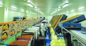 아산배 수출단지 최우수 선정돼