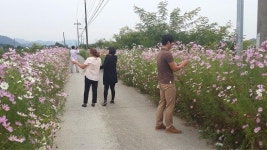 코스모스 보려면! 천안 병천면으로~
