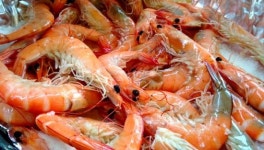 [김근식의 잡학사전] 가을별미 클린업트리오… 갈치, 전어, 대하