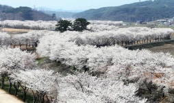 매화부터 진달래·벚꽃까지 당진으로 오세요~