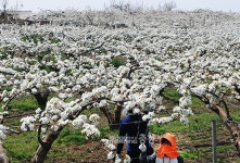 [포토뉴스] 배꽃 인공수분 바쁘다 바뻐~~