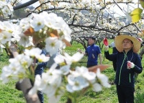 [포토뉴스] 배꽃 인공수분 바쁘다 바뻐~~