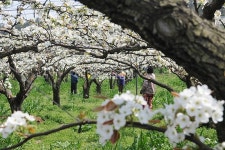 [포토뉴스] 배꽃 인공수분 바쁘다 바뻐~~