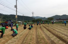 계룡시새마을지회, 이웃사랑 배추심기 구슬땀
