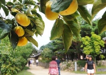 [포토뉴스]추석여행…아산 민속외암마을로 고고~~