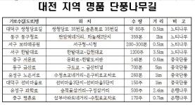 단풍 만끽할 수 있는 대전 최고의 가로수길은?