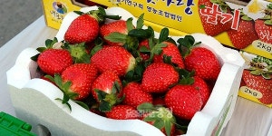 홍성군 하얀 꽃 첫사랑 딸기 본격 출하