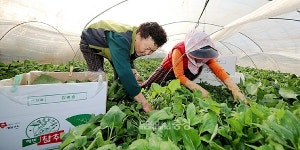 갯바람 맞고 자란 태안 참취나물 출하 한창